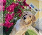 Small Photo #1 Golden Retriever Puppy For Sale in MODESTO, CA, USA