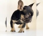 Small Photo #2 French Bulldog Puppy For Sale in EDEN PRAIRIE, MN, USA