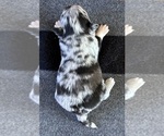 AKC Lamborghini - Male Chihuahua Puppy for Sale - Photo #2