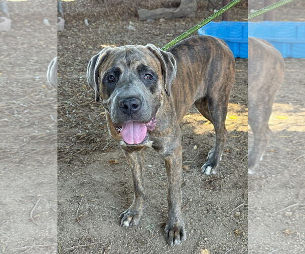 Medium Photo #6 Mutt Puppy For Sale in Goodyear, AZ, USA