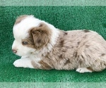 Small Photo #4 Miniature American Shepherd Puppy For Sale in LUCERNE VALLEY, CA, USA