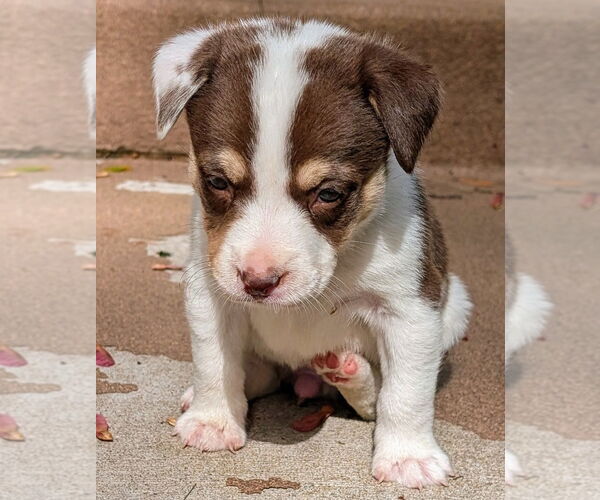 Medium Photo #3 Staffordshire Bull Terrier-Unknown Mix Puppy For Sale in Brooklyn Center, MN, USA