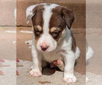 Small #2 Staffordshire Bull Terrier Mix