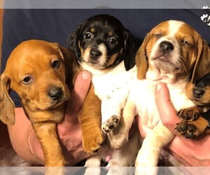 Dachshund Puppy for sale in HIDE A WAY, TX, USA