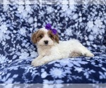 Small #3 Cavapoo (Miniature)