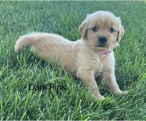 Golden Retriever Puppy for sale in CONCORDIA, MO, USA