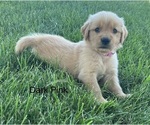Small Golden Retriever