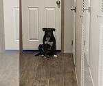 Small American Bulldog Mix