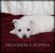Small Photo #22 West Highland White Terrier Puppy For Sale in COPPOCK, IA, USA