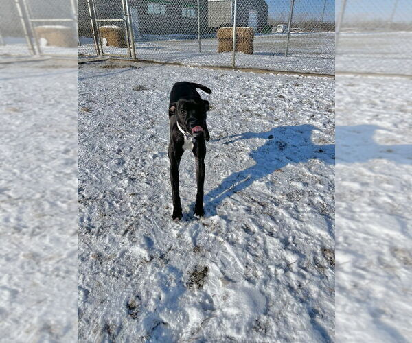Medium Photo #2 American Staffordshire Terrier-Labrador Retriever Mix Puppy For Sale in Pierceton , IN, USA