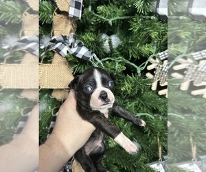 Boston Terrier Puppy for sale in INDEPENDENCE, KS, USA