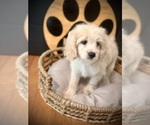 Small #2 Cockapoo (Toy)