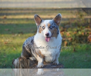 Father of the Pembroke Welsh Corgi puppies born on 02/18/2023