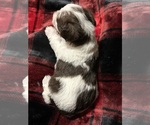 Small Photo #5 Schnoodle (Miniature) Puppy For Sale in HILLSBORO, IL, USA