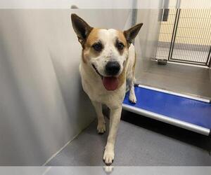 German Shepherd Dog-Unknown Mix Dogs for adoption in Modesto, CA, USA