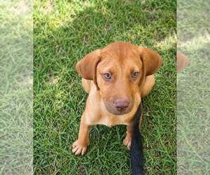Labrador Retriever-Unknown Mix Dogs for adoption in Oakhurst, NJ, USA