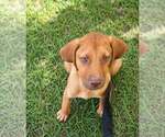 Small Labrador Retriever Mix