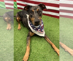 Bronco - Male Catahoula Leopard Dog-Doberman Pinscher Mix Dog for Adoption - Photo #9