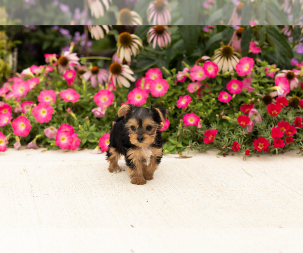 Medium Photo #2 Yorkshire Terrier Puppy For Sale in NAPPANEE, IN, USA