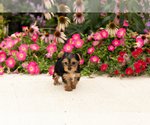 Small #1 Yorkshire Terrier