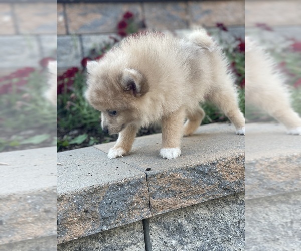 Medium Photo #6 Pomeranian Puppy For Sale in CANOGA, NY, USA