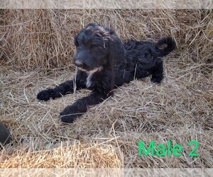 F2 Aussiedoodle Puppy for sale in YACOLT, WA, USA