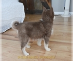 Small Photo #6 Pomsky Puppy For Sale in KANSAS CITY, MO, USA