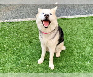 Gerberian Shepsky Dogs for adoption in Moreno Valley, CA, USA