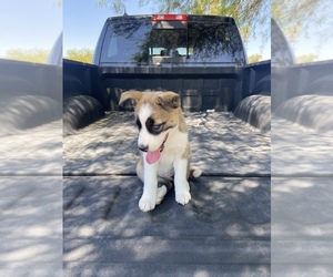 Alaskan Husky-Australian Shepherd Mix Puppy for sale in GLENDALE, AZ, USA