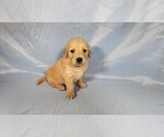 Small #7 Golden Retriever