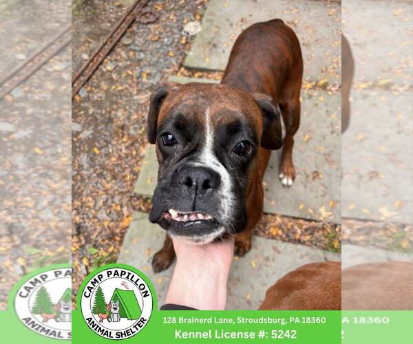 Medium Photo #1 Boxer Puppy For Sale in Stroudsburg, PA, USA