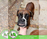 Annabell - Female Boxer Dog for Adoption - Small photo