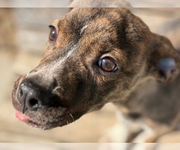 Medium Photo #1 Mutt Puppy For Sale in Tulsa, OK, USA