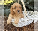 Small #4 Cockapoo (Miniature)