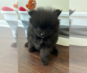 Medium Pomeranian