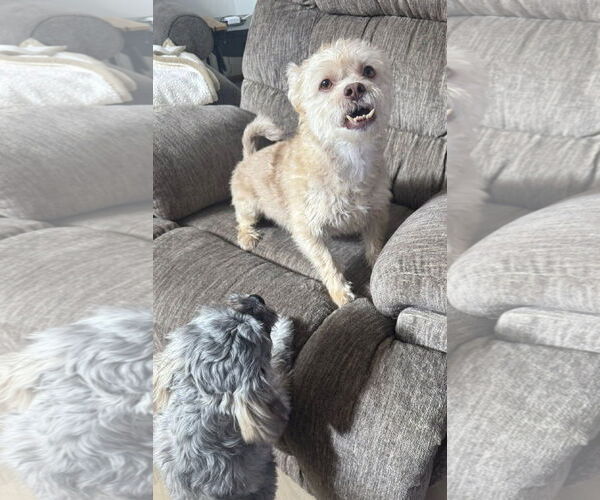 Medium Photo #2 Shih Tzu-Unknown Mix Puppy For Sale in Westmont, IL, USA