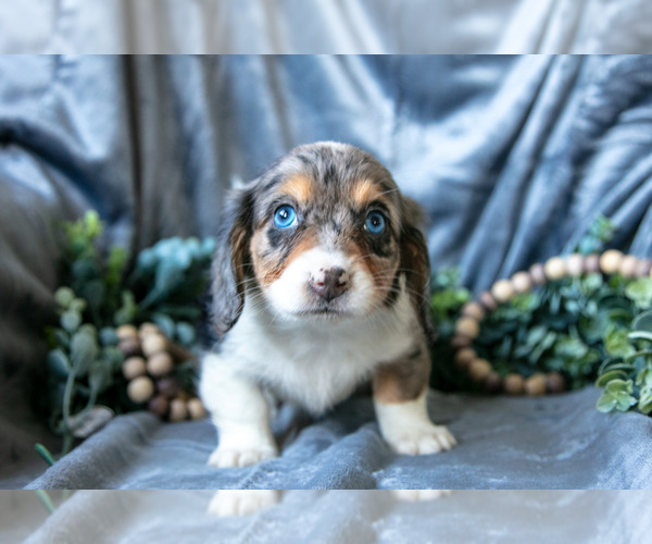 Medium Photo #19 Dachshund-Siberian Husky Mix Puppy For Sale in ELIZABETHTOWN, PA, USA