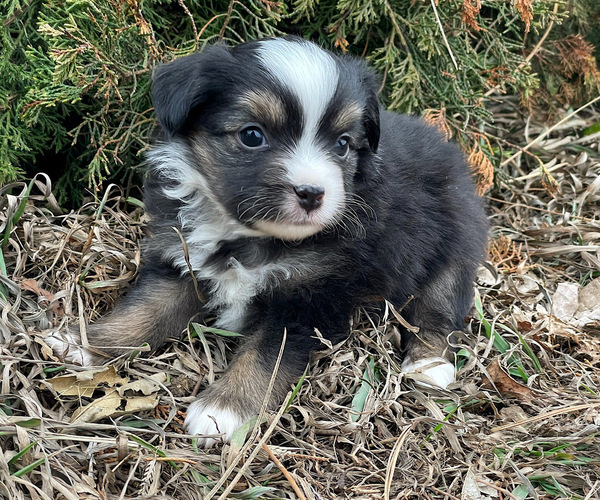 Medium Photo #4 Miniature Australian Shepherd Puppy For Sale in PERU, NE, USA