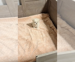 Bichon Frise Puppy for sale in EASTVALE, CA, USA