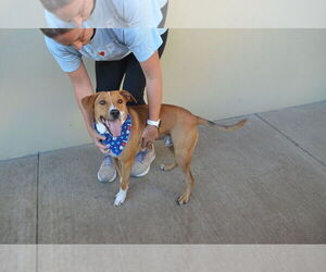 Mutt Dogs for adoption in McKinney, TX, USA