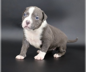 American Bully Puppy for sale in CHAMPAIGN, IL, USA