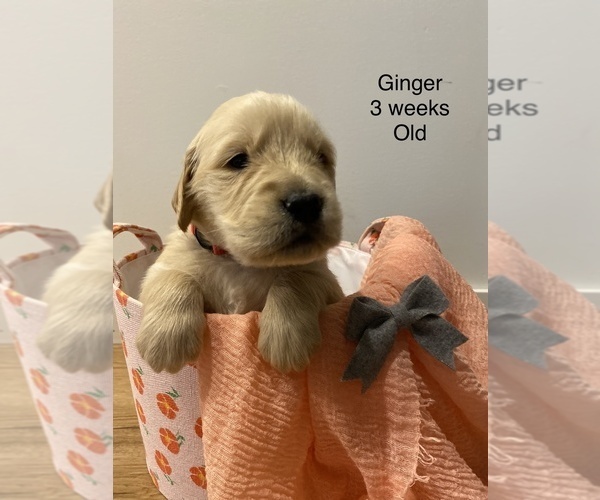Medium Photo #6 Golden Retriever Puppy For Sale in CROWN POINT, IN, USA