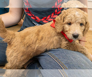 Goldendoodle (Miniature) Puppy for sale in ROY, UT, USA