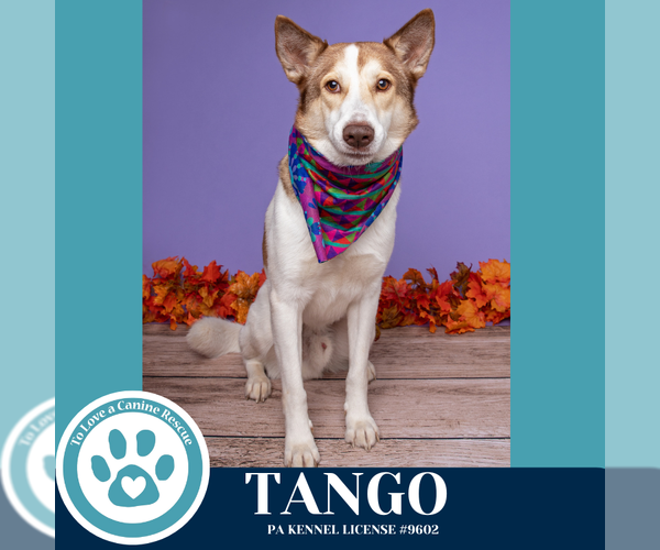 Medium Photo #6 Huskies -Unknown Mix Puppy For Sale in Kimberton, PA, USA