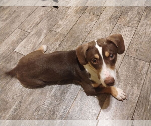 Medium Photo #4 Basset Hound-Unknown Mix Puppy For Sale in Apple Valley, CA, USA