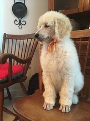 Poodle (Standard) Puppy for sale in EUTAW, NC, USA