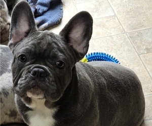 French Bulldog Puppy for sale in SPRINGFIELD, OR, USA