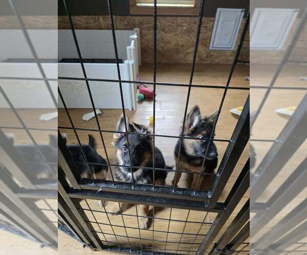 Medium Photo #2 German Shepherd Dog Puppy For Sale in LA FAYETTE, NY, USA