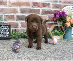 Small #1 Labrador Retriever