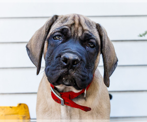 Medium Photo #3 Mastiff Puppy For Sale in WAKARUSA, IN, USA